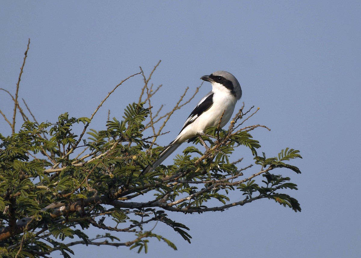 Үнсэн дунхай - ML645944967