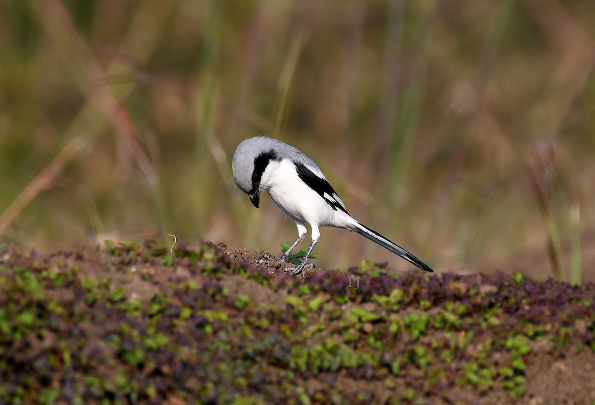 Үнсэн дунхай - ML645944968