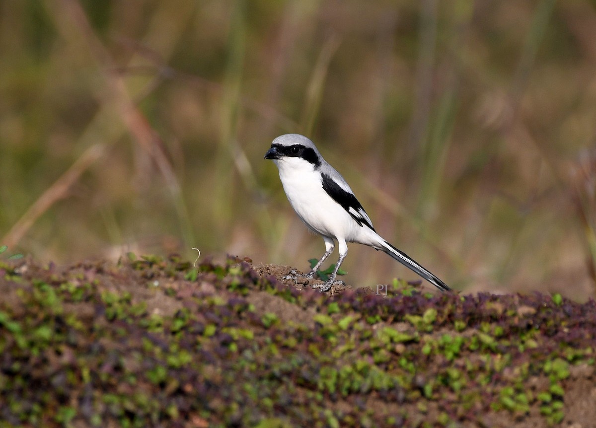 Үнсэн дунхай - ML645944969