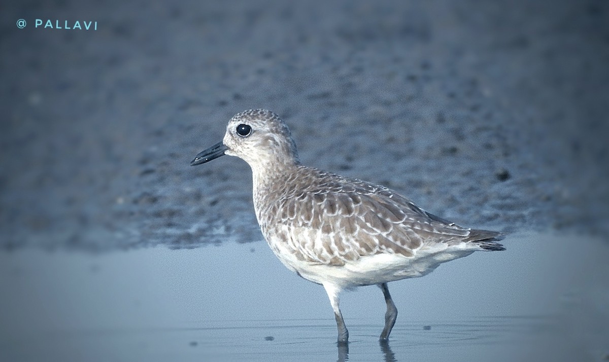Chorlito Gris - ML645944978