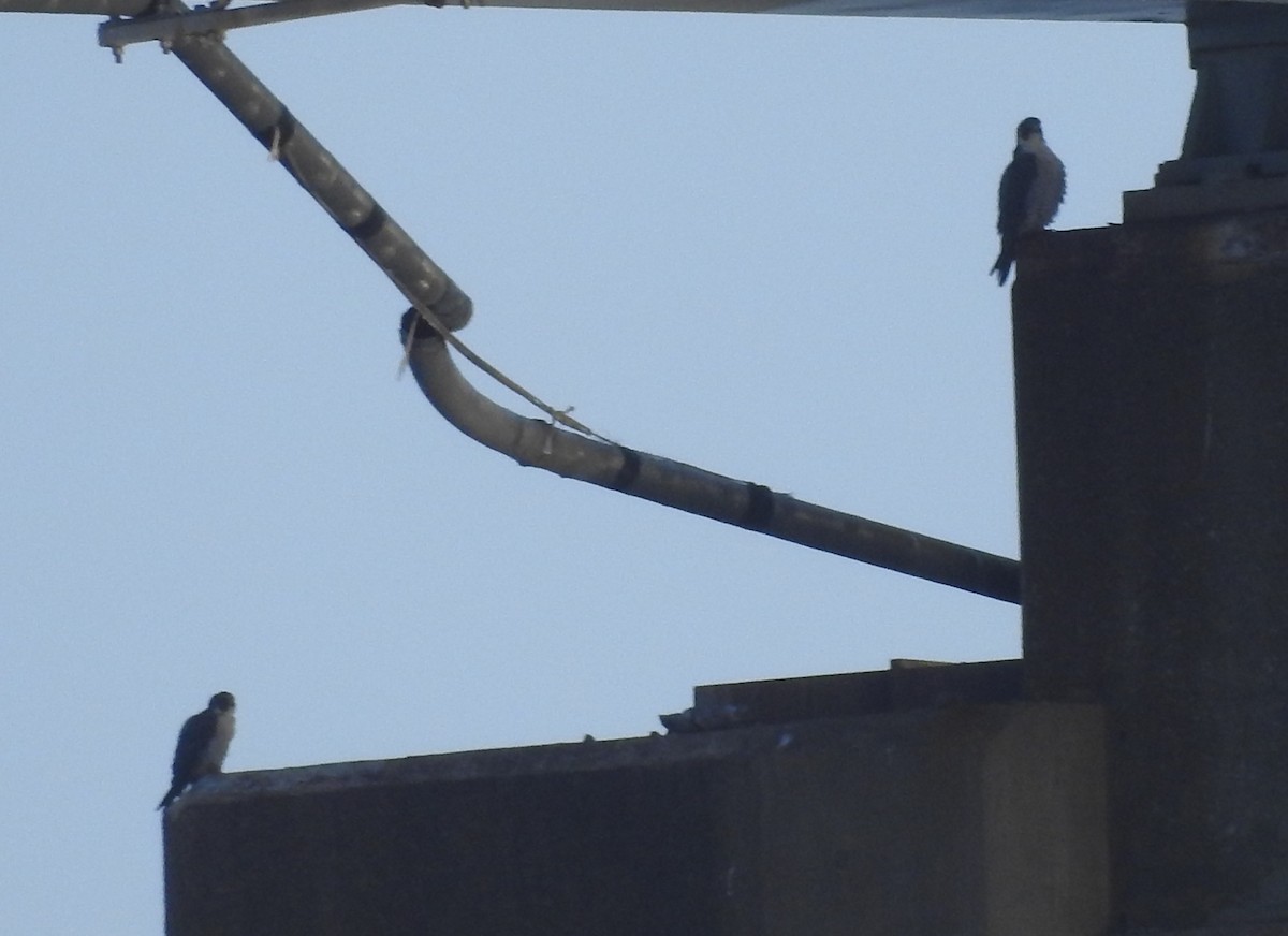 遊隼 - ML645944984