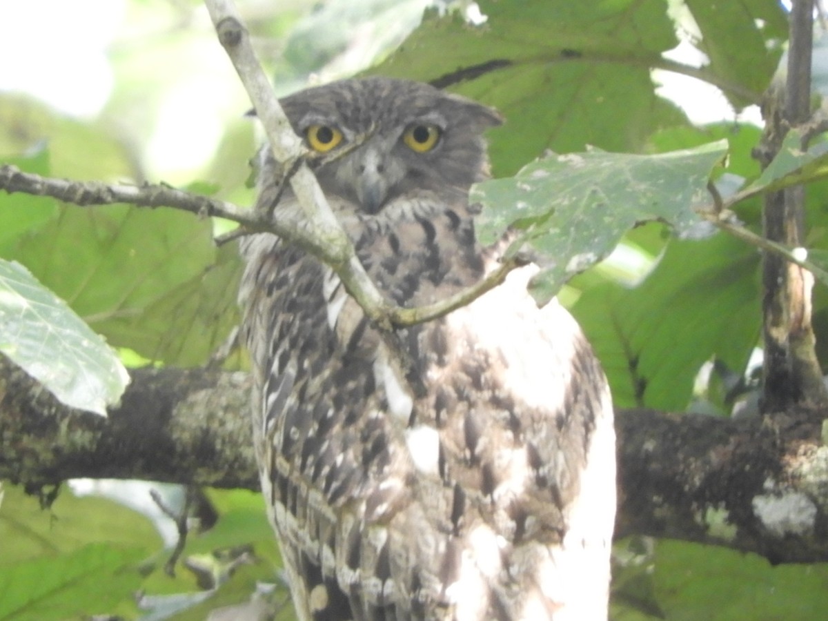 Búho Pescador de Sri Lanka - ML645944985