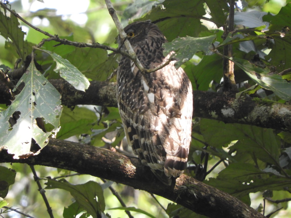 Búho Pescador de Sri Lanka - ML645944986
