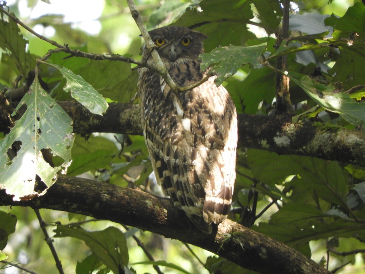 Búho Pescador de Sri Lanka - ML645944987