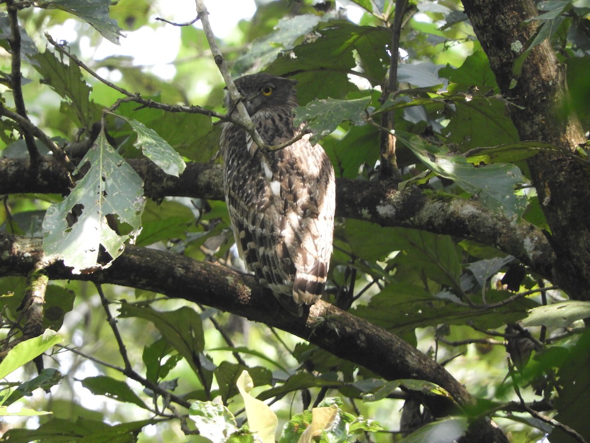 Búho Pescador de Sri Lanka - ML645944988