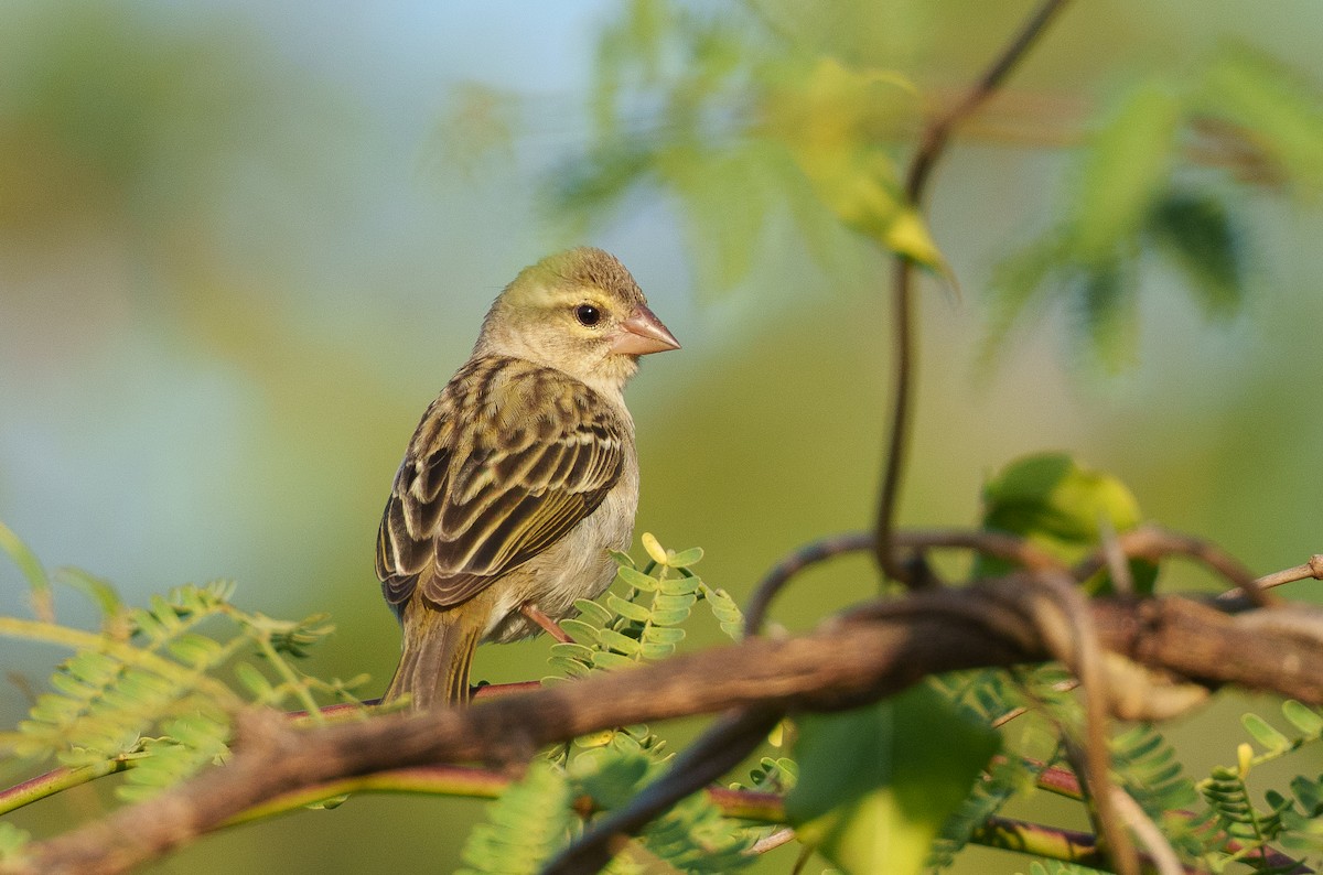 Red Fody - ML645944989