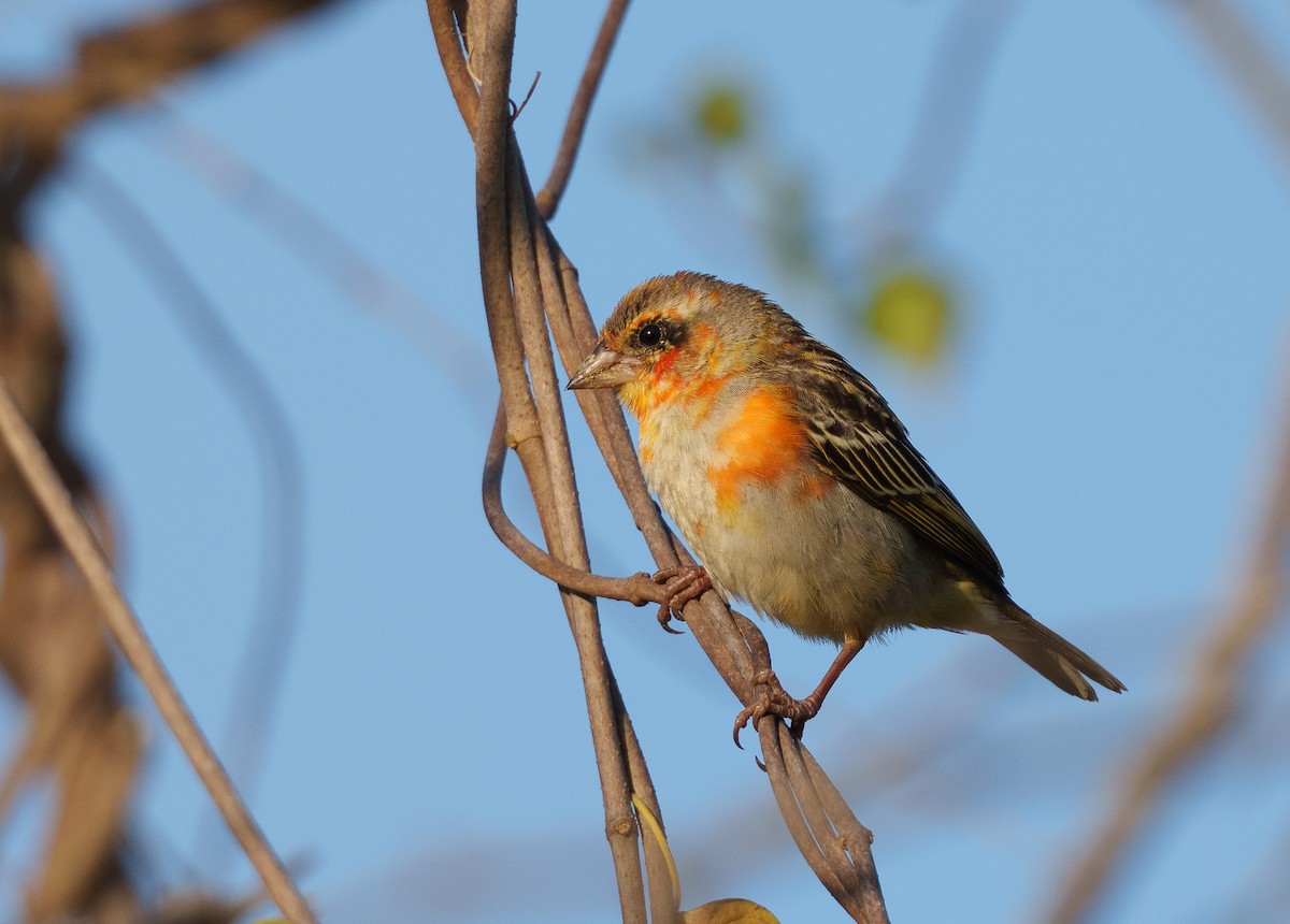 Red Fody - ML645944990