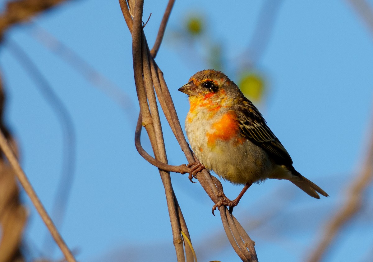 Red Fody - ML645944991