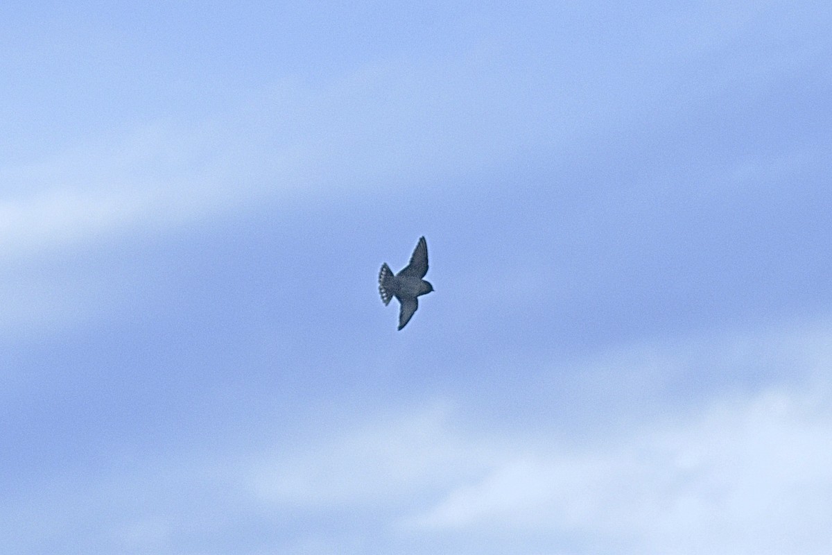 Southern Crag-Martin - ML645944992