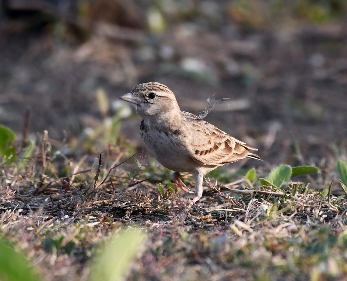 Alouette de Sykes - ML645945013