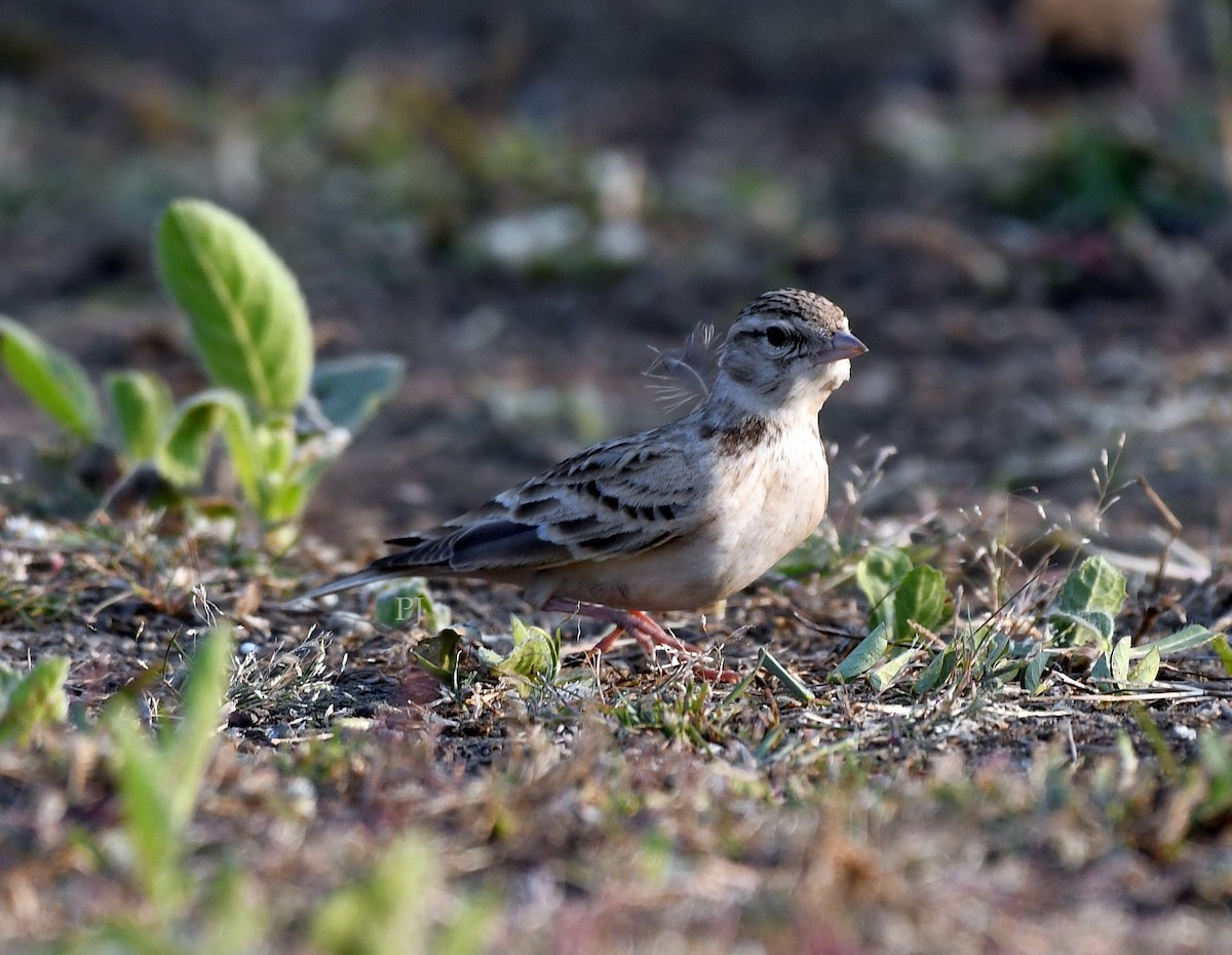 Alouette de Sykes - ML645945014