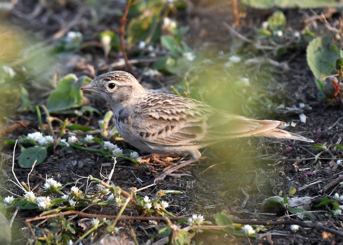 Alouette de Sykes - ML645945015