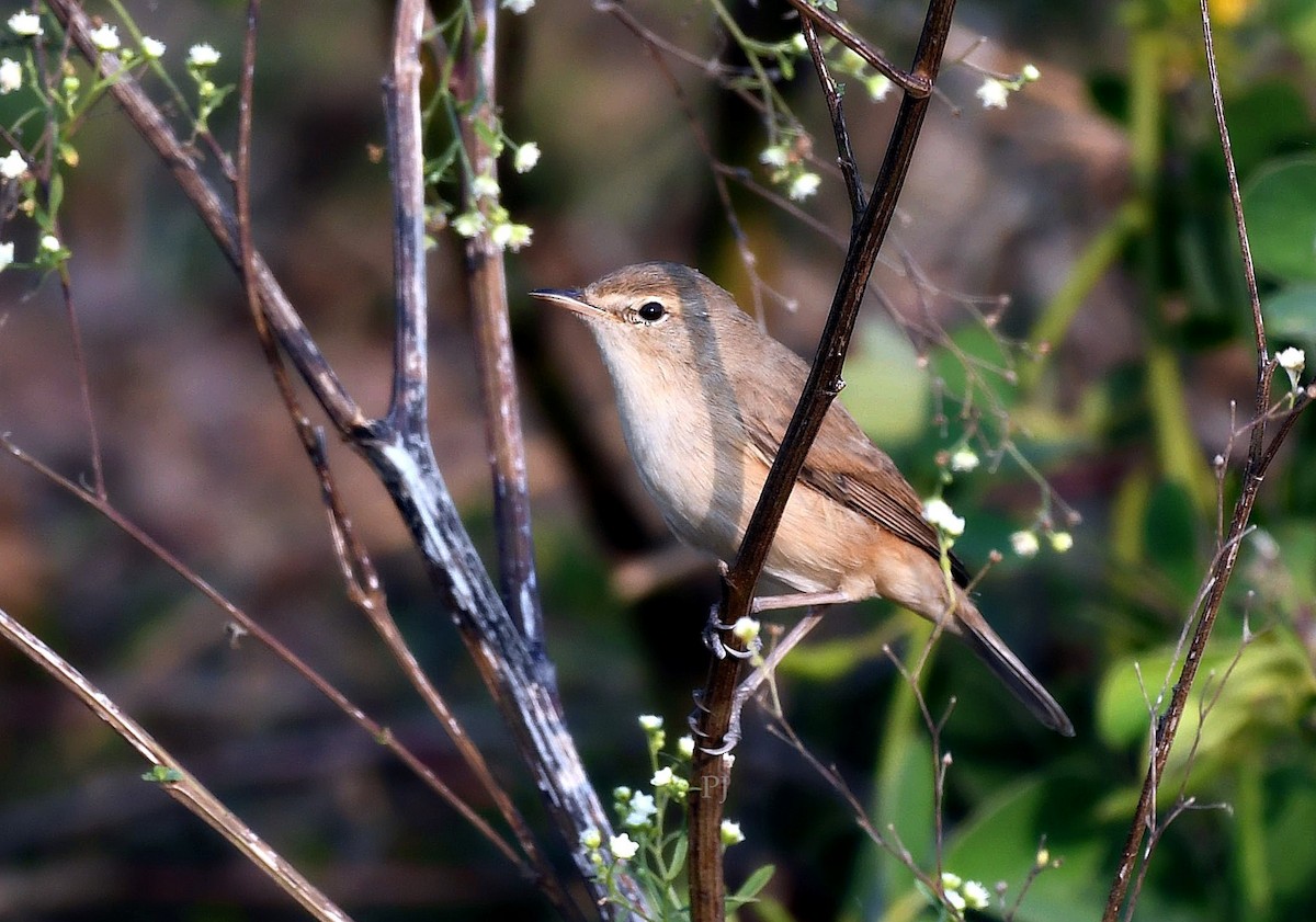 Халиун заараг - ML645945025