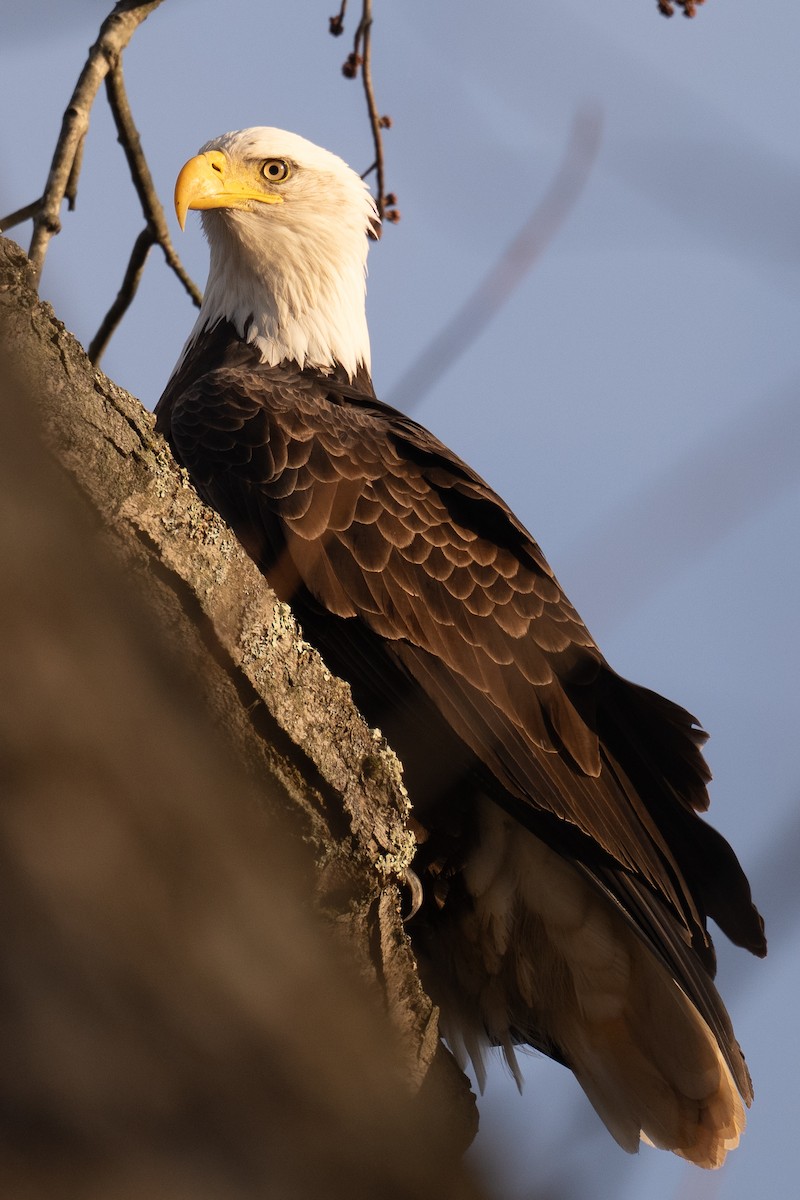 Bald Eagle - ML645945043