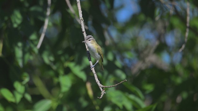 Chivi Vireo - ML645945044