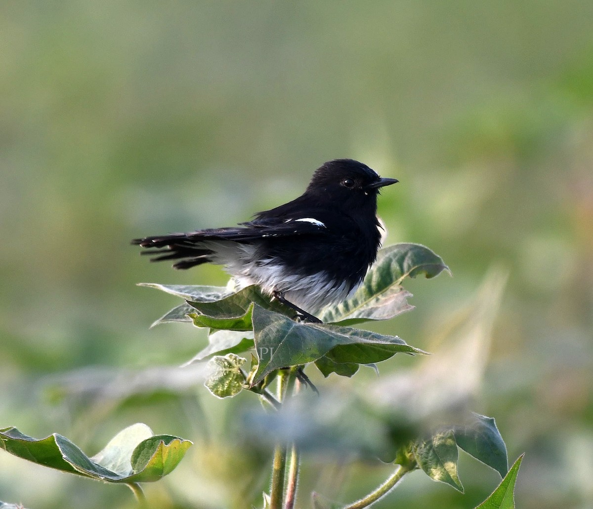 Pied Bushchat - ML645945045