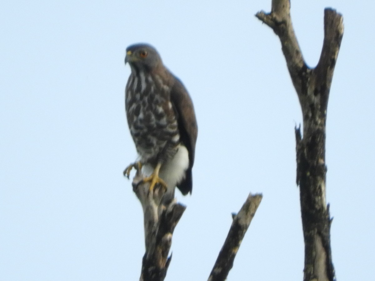Crested Goshawk - ML645945057