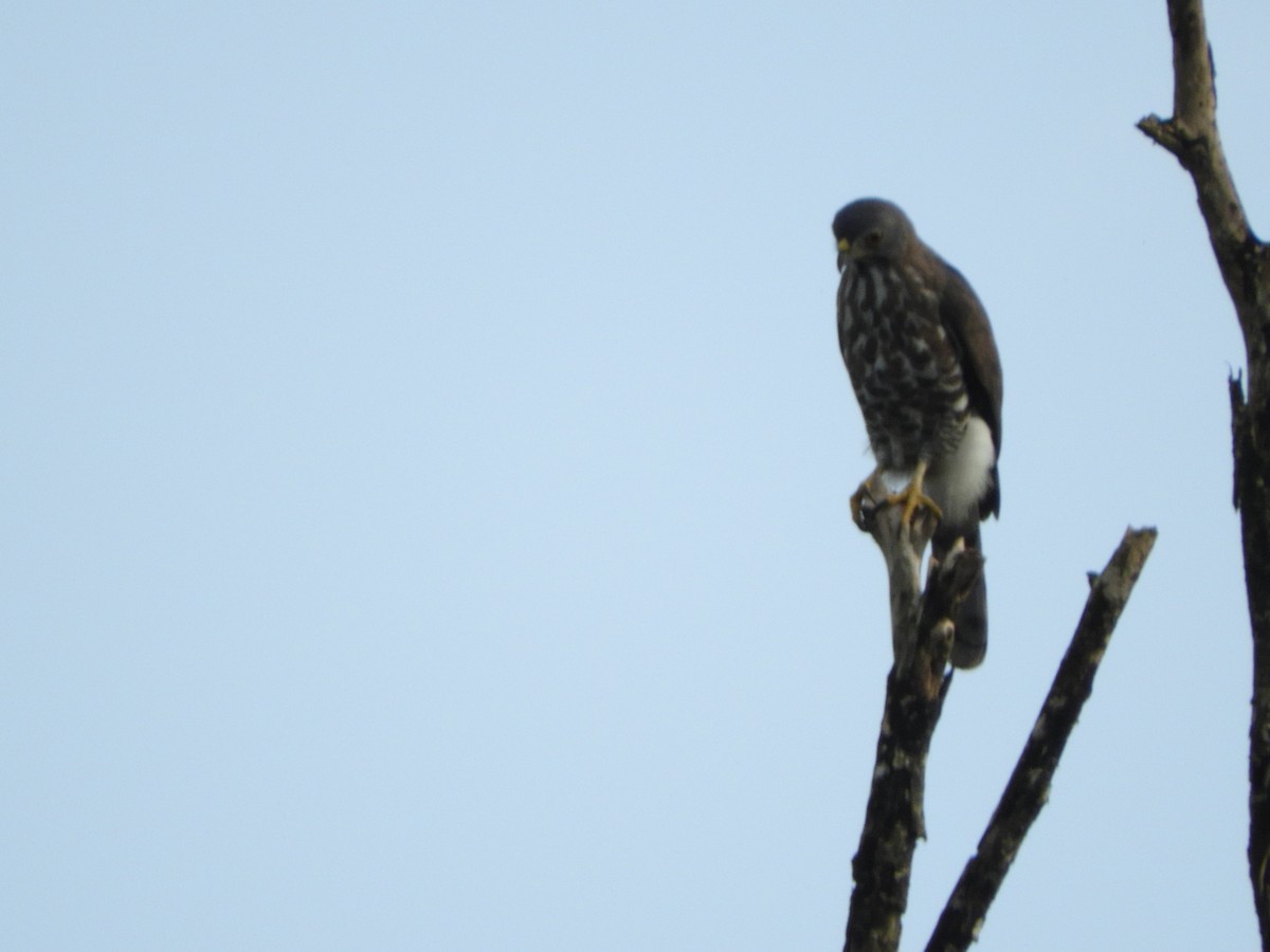 Crested Goshawk - ML645945060