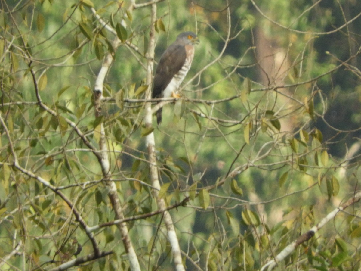 Crested Goshawk - ML645945061