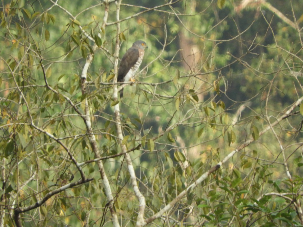 Crested Goshawk - ML645945063