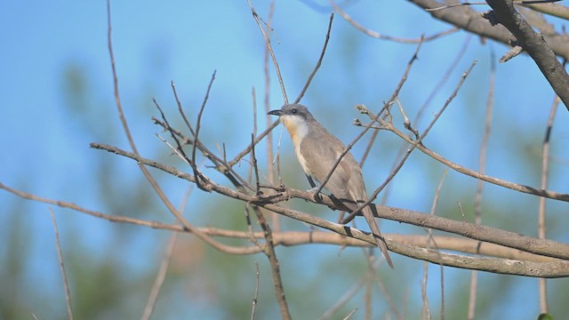 Dark-billed Cuckoo - ML645945064