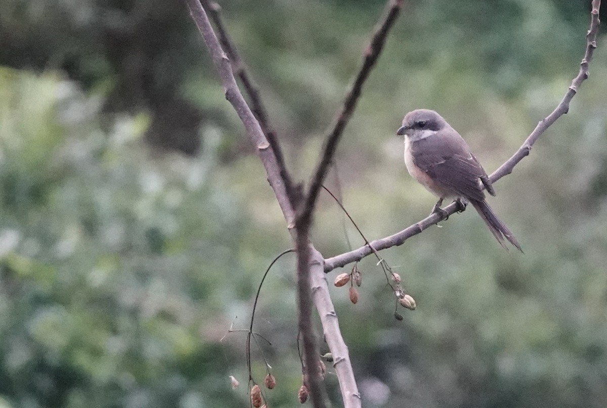 Gray-backed Shrike - ML645945068