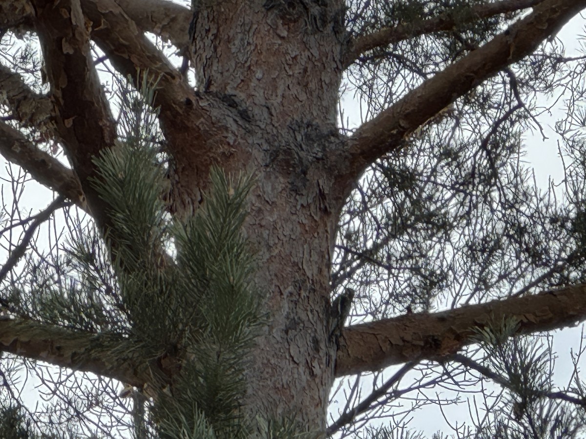 Yellow-bellied Sapsucker - ML645945077