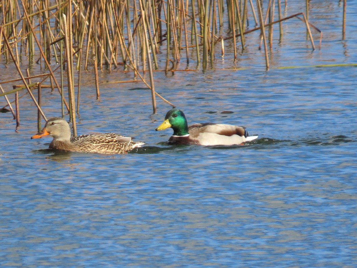 Mallard - ML645945079