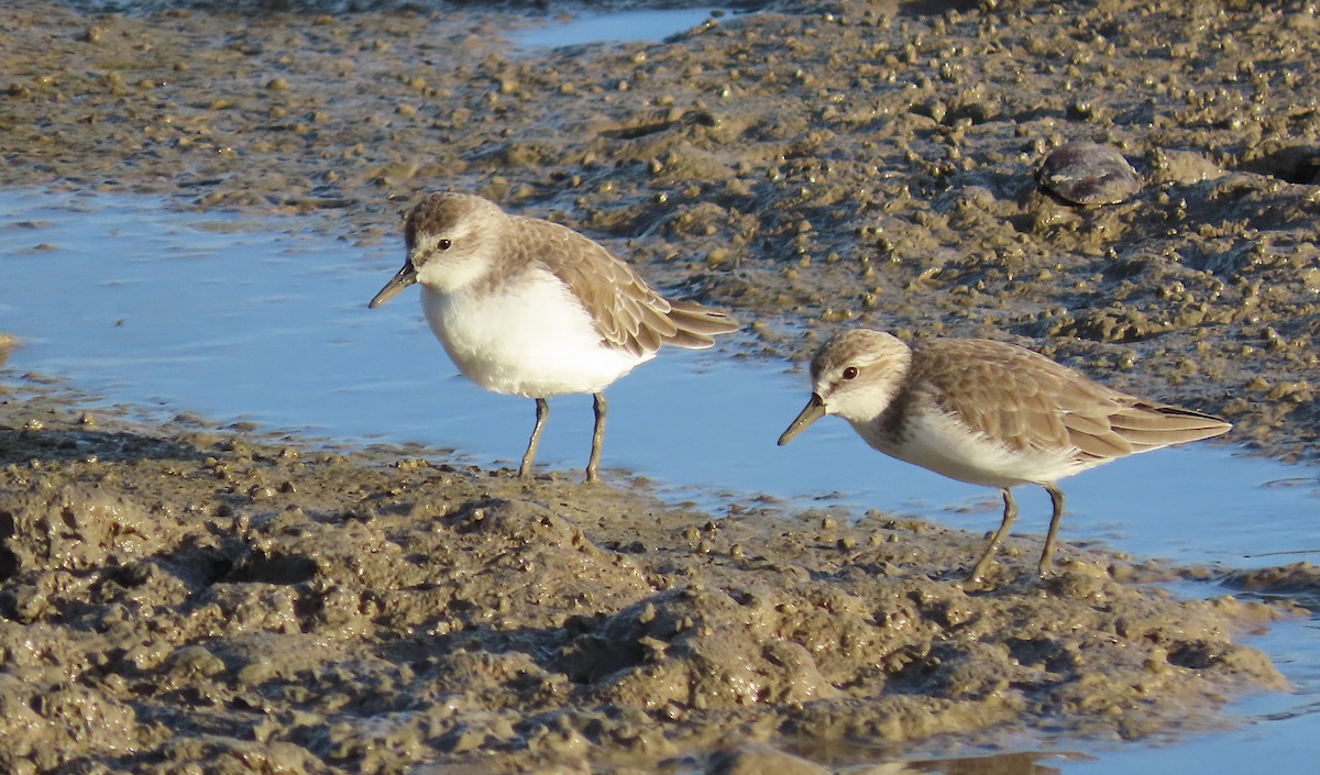 jespák srostloprstý - ML645945086