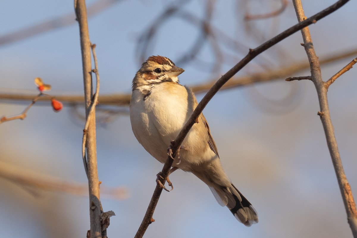 Lark Sparrow - ML645945095