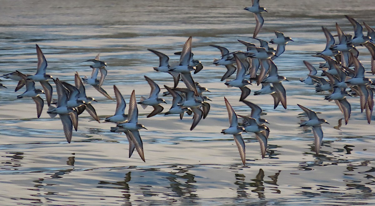 jespák srostloprstý - ML645945096