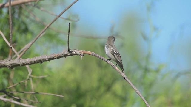Small-billed Elaenia - ML645945101