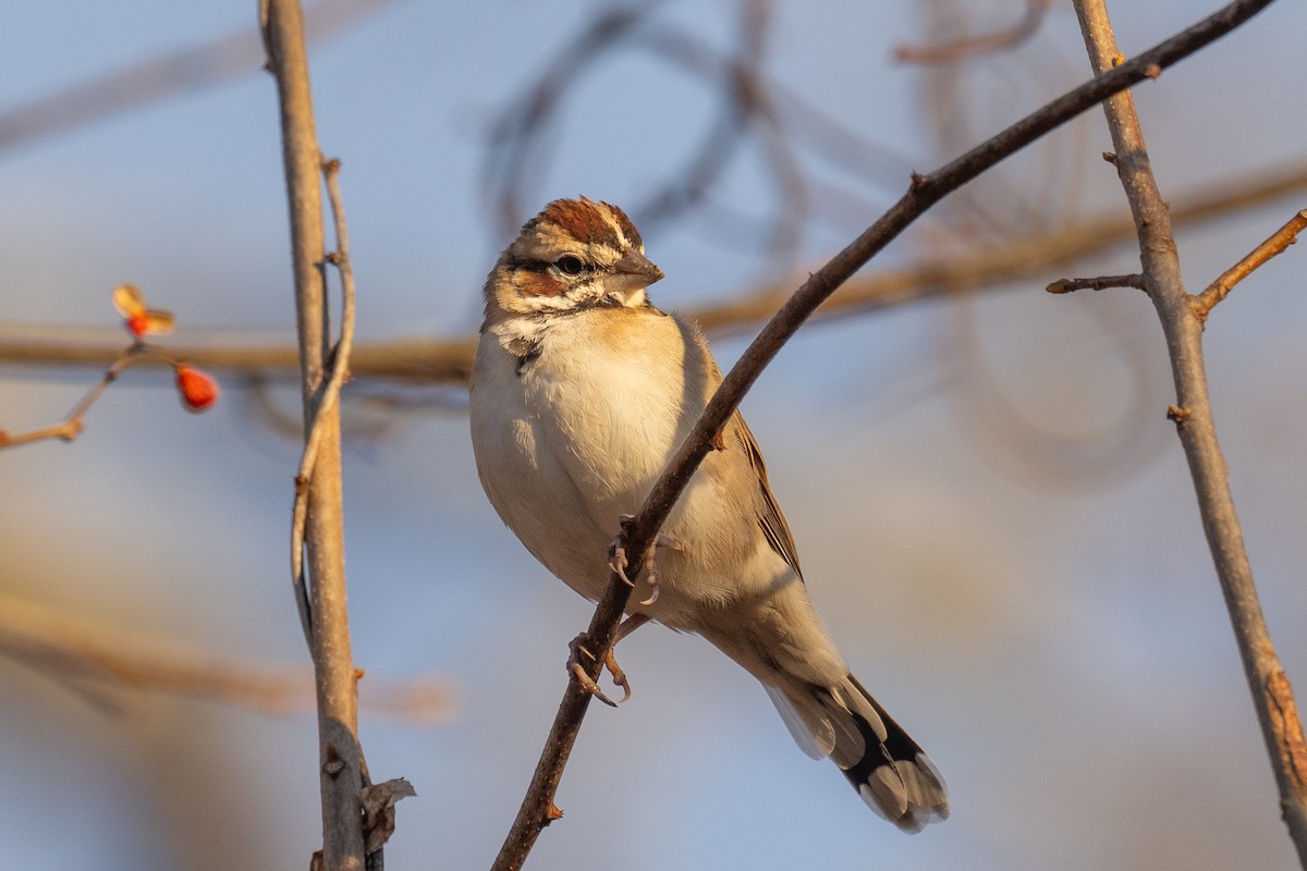 Lark Sparrow - ML645945108