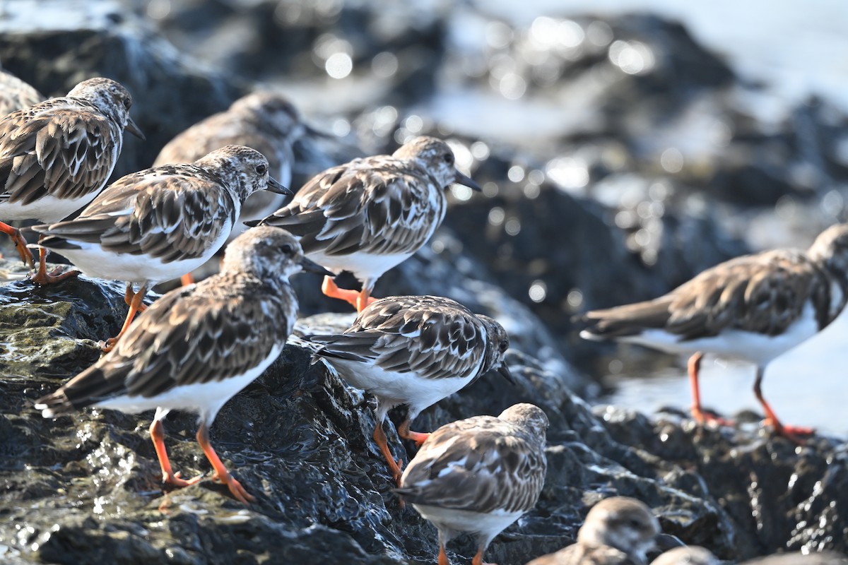 Taşçeviren - ML645945112