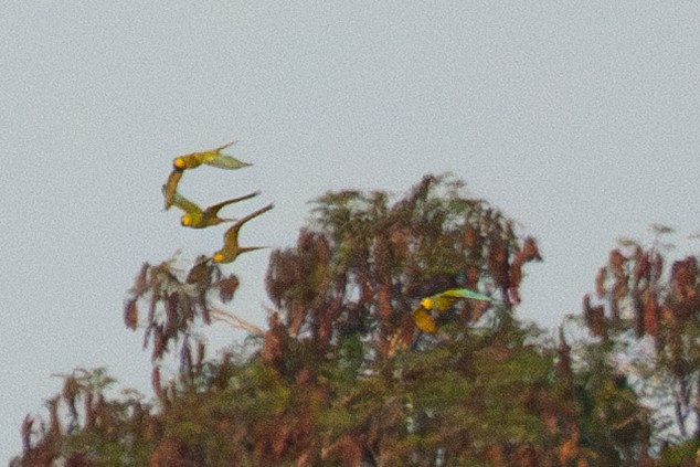 Red-bellied Macaw - ML645945113