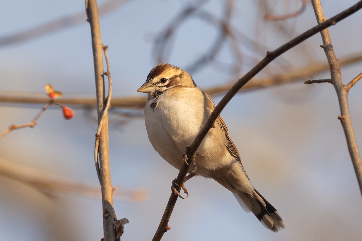 Lark Sparrow - ML645945117