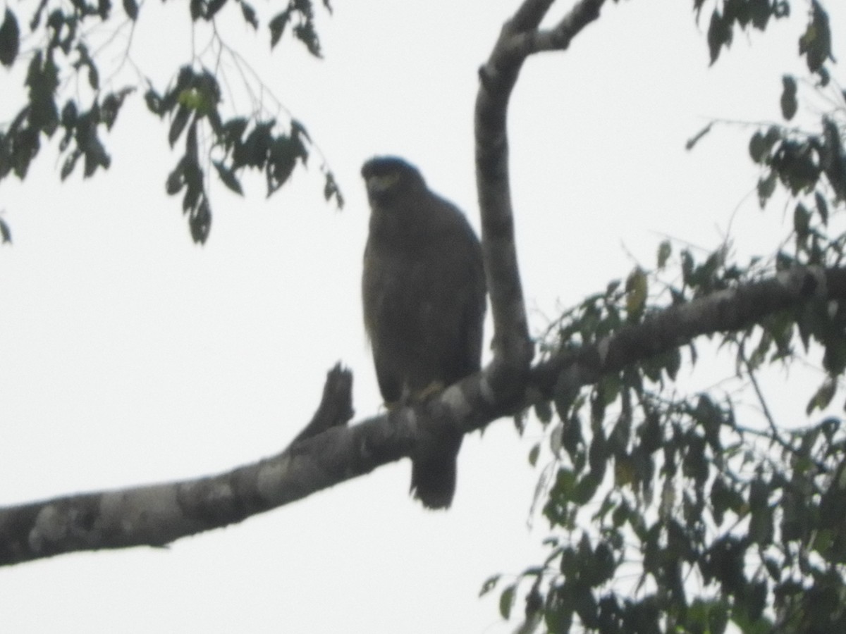 Culebrera Chiíla - ML645945127