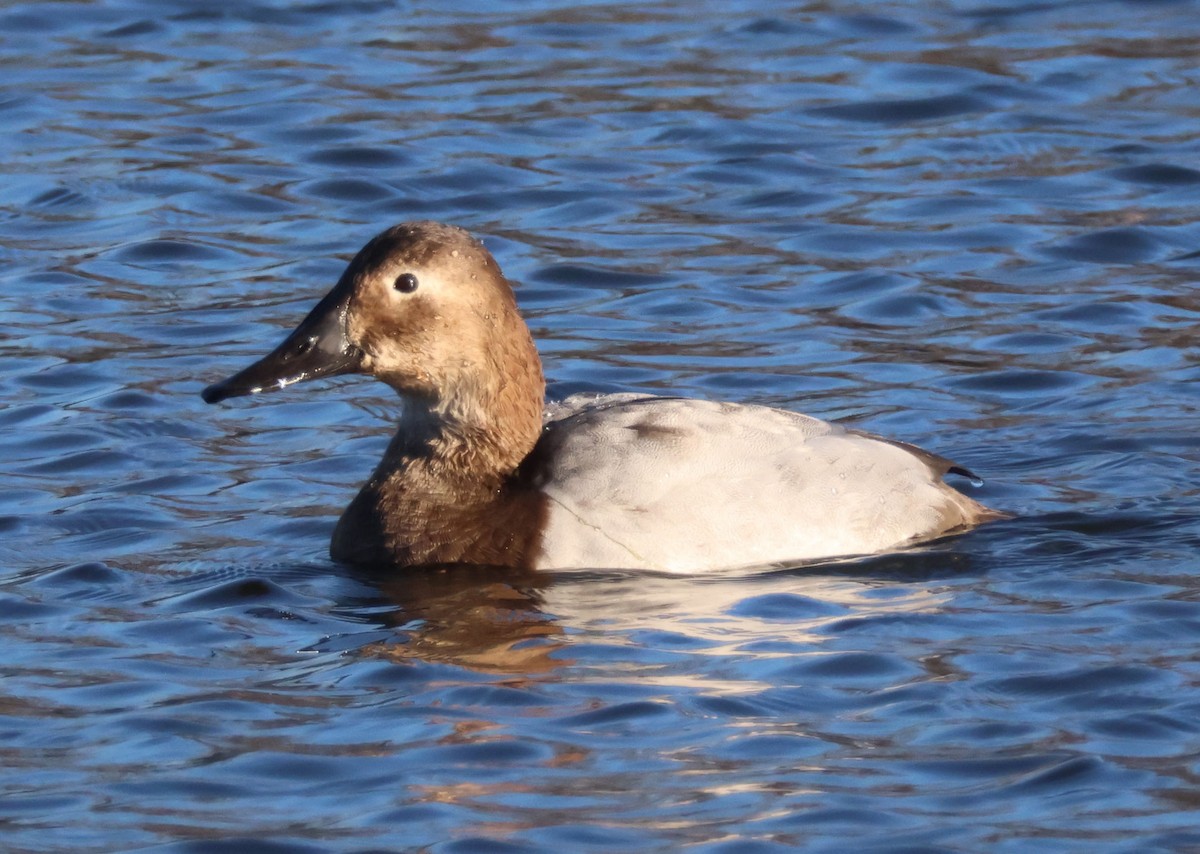 Canvasback - ML645945128