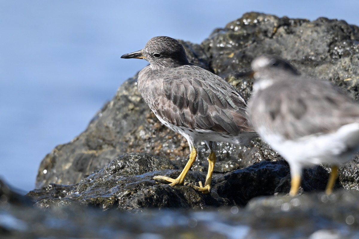 Pasifik Kumkuşu - ML645945133