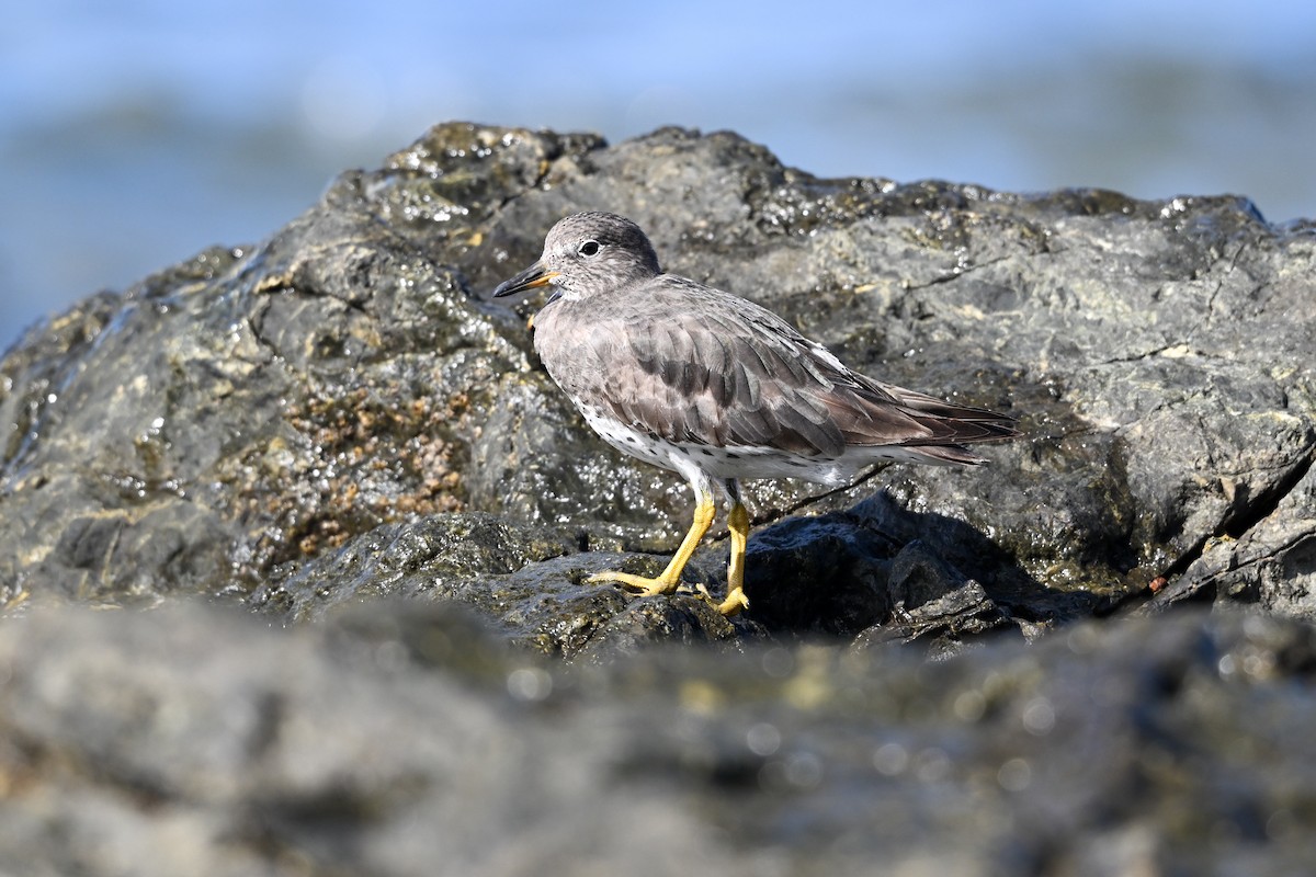 Pasifik Kumkuşu - ML645945134