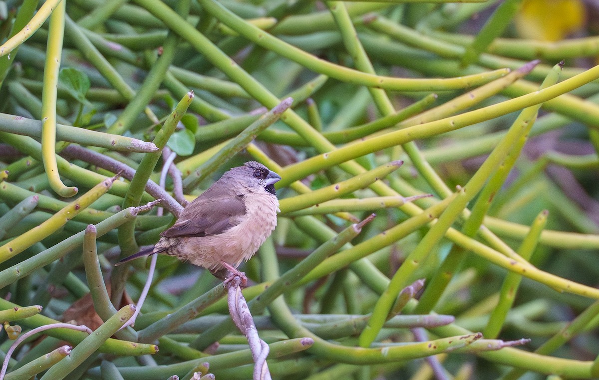 gassermannikin - ML645945137