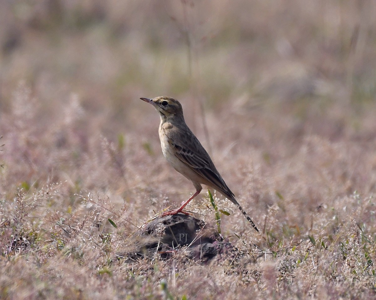 Richard's/Paddyfield Pipit - ML645945140