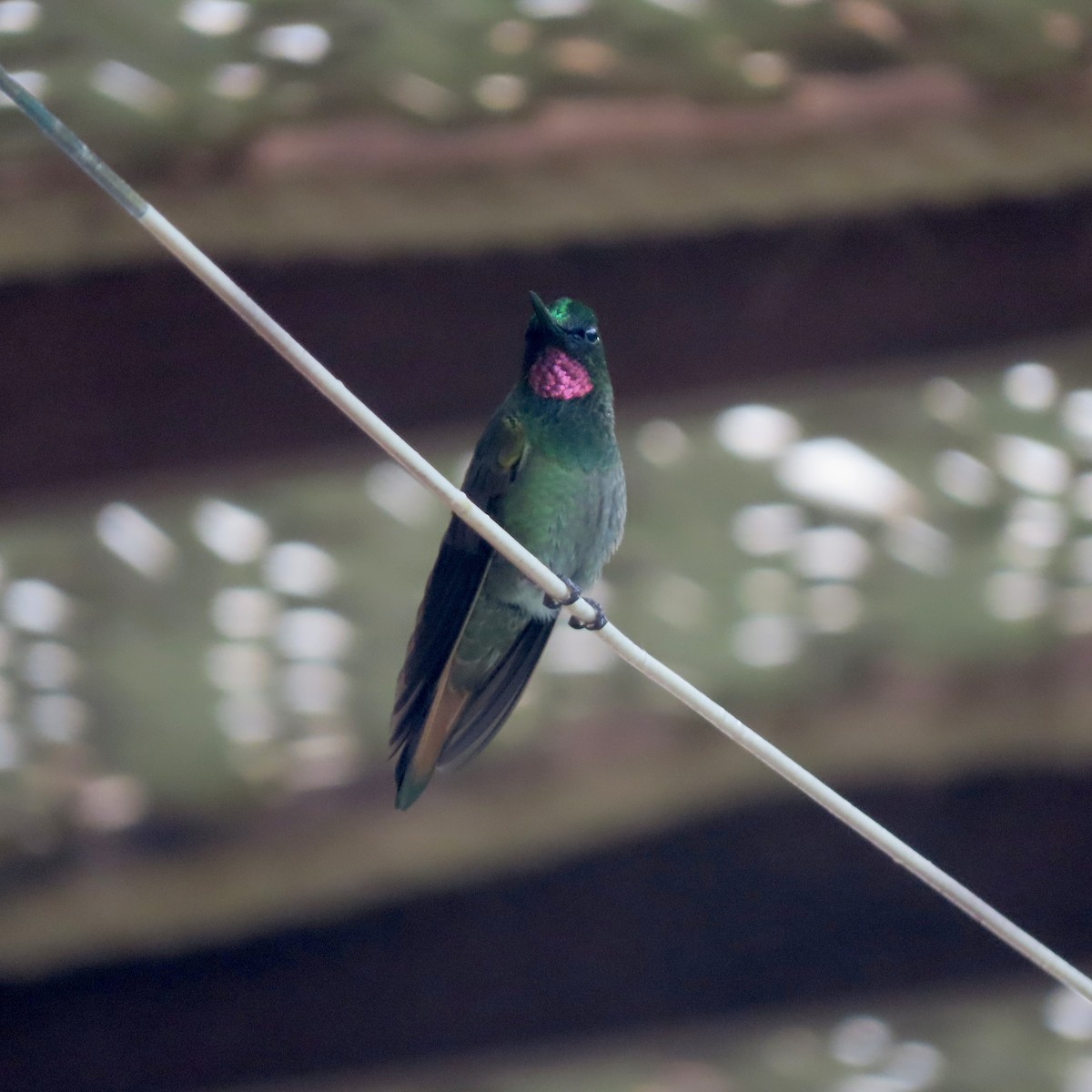 Brazilian Ruby - ML645945172