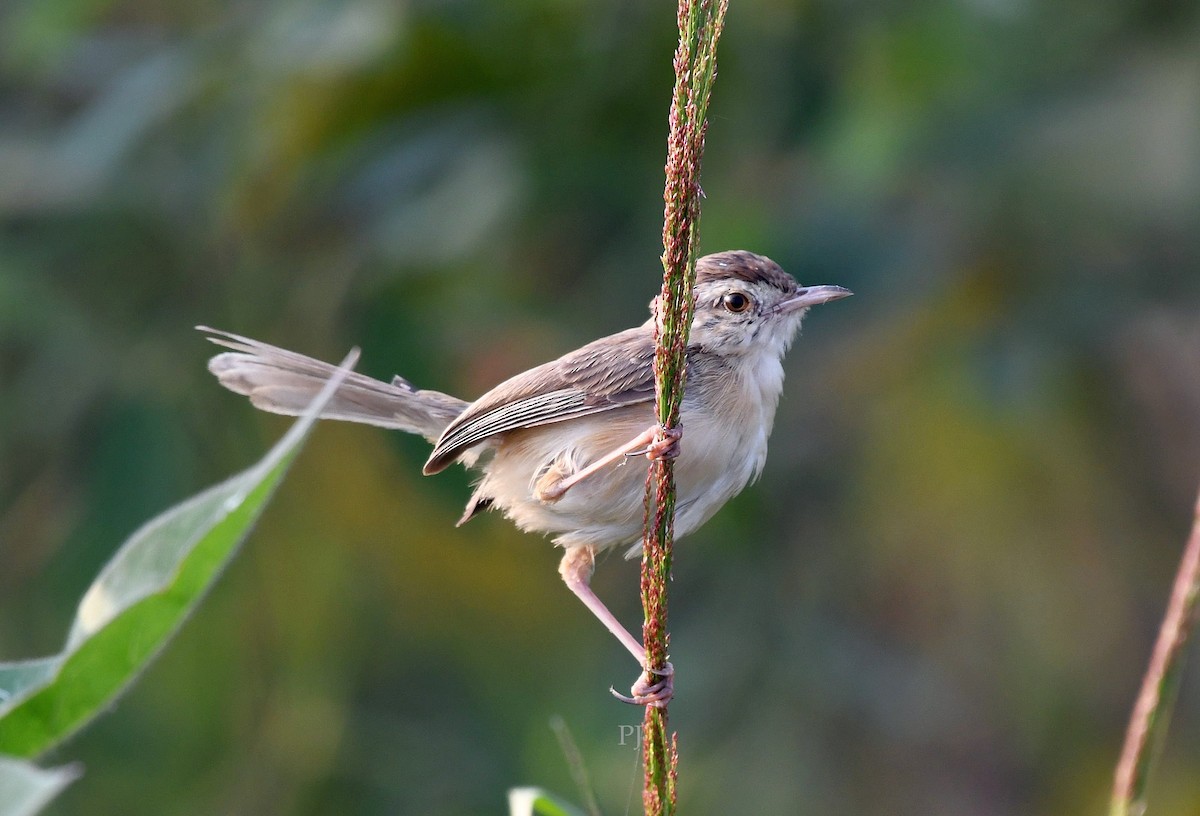 Plain Prinia - ML645945181