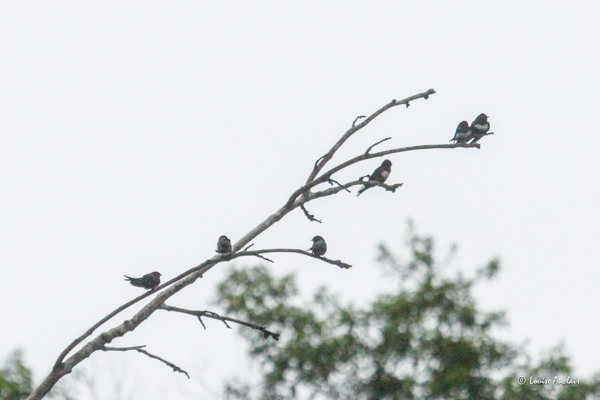 White-banded Swallow - ML645945184