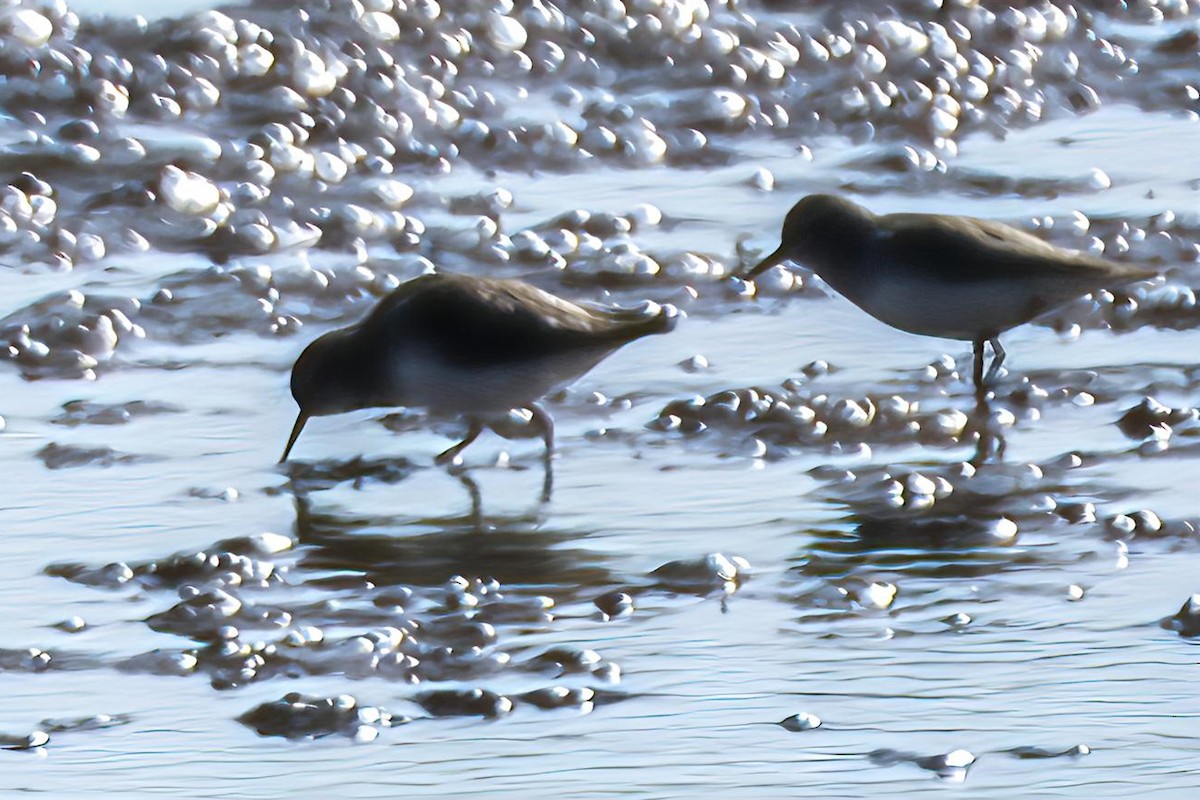 Spotted Sandpiper - ML645945207