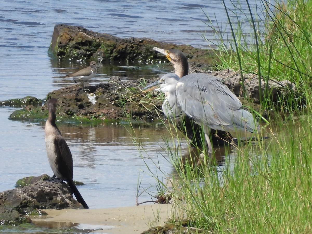 Dere Düdükçünü - ML645945213