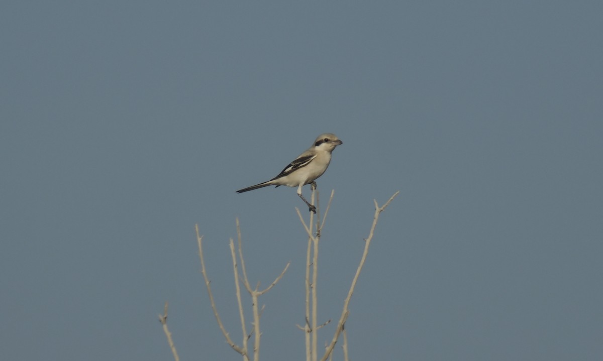 Great Gray Shrike - ML645945214