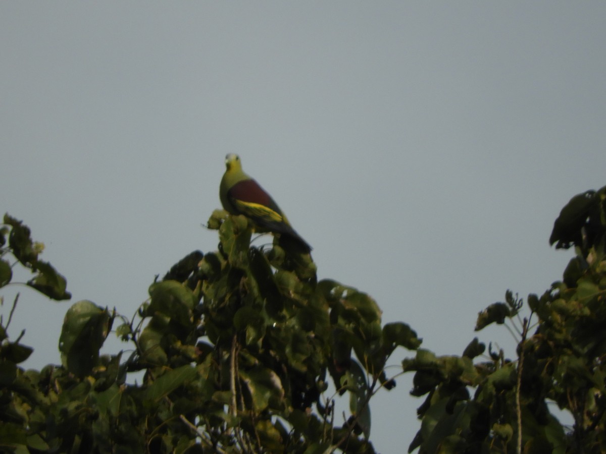 Hint Yeşil Güvercini - ML645945217