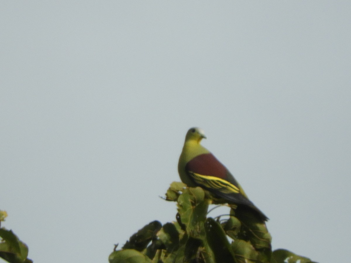 Hint Yeşil Güvercini - ML645945218